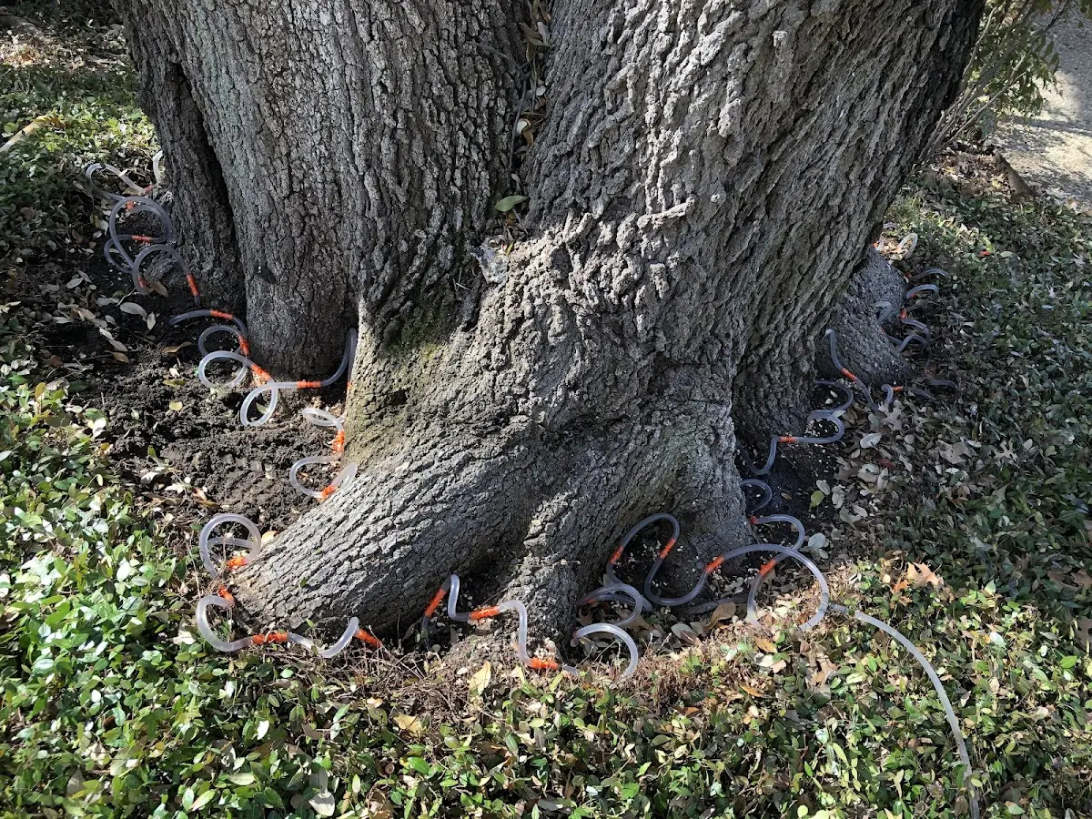 Detailed Tree Cabling and Bracing job site in Blodgett Mills