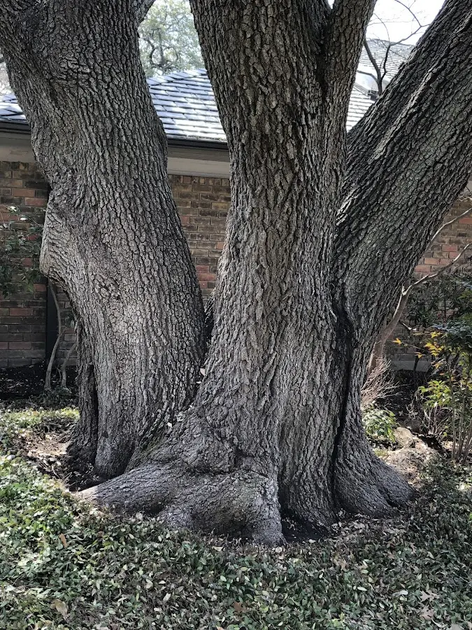 Mature heritage tree close to a Blodgett Mills property cared for by certified arborists